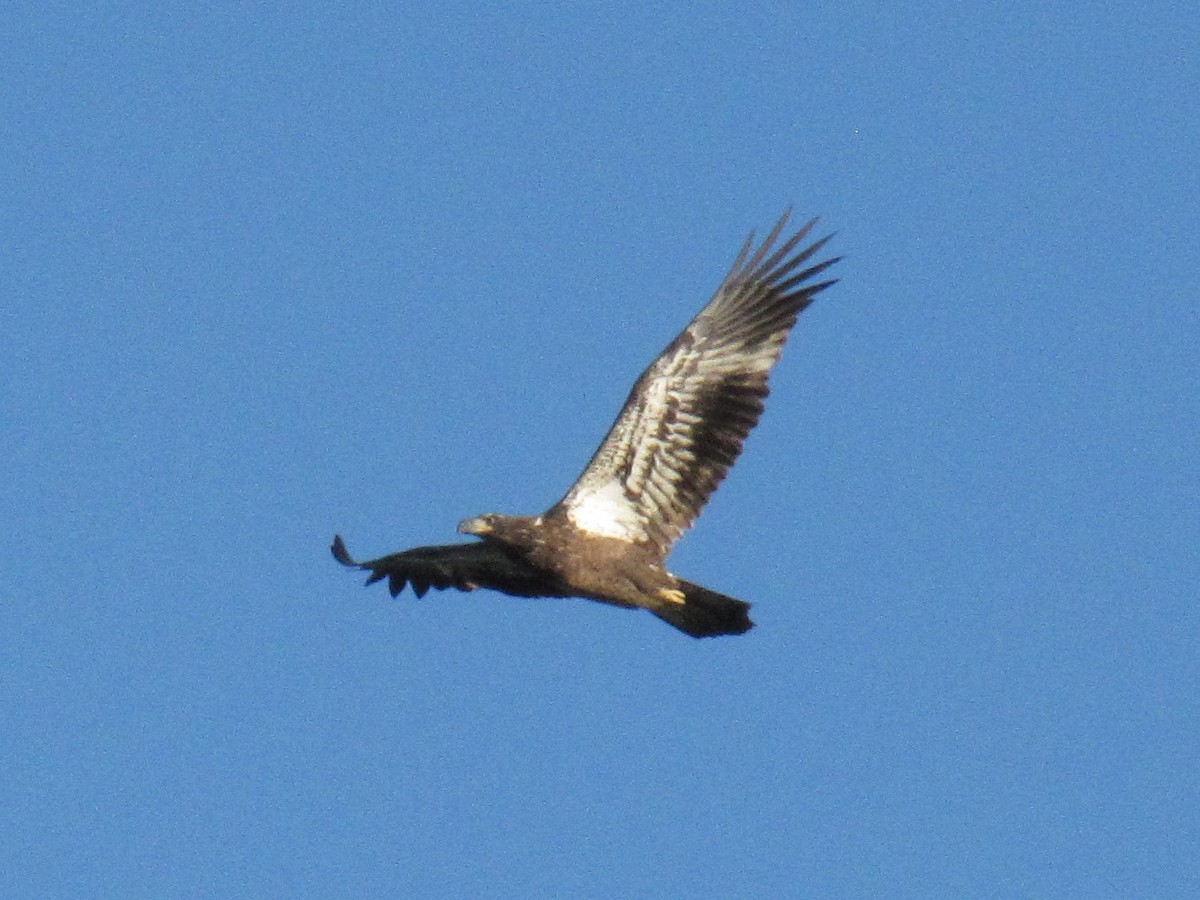Bald Eagle - ML645958082
