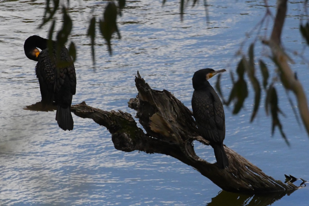 kormorán velký - ML645958083