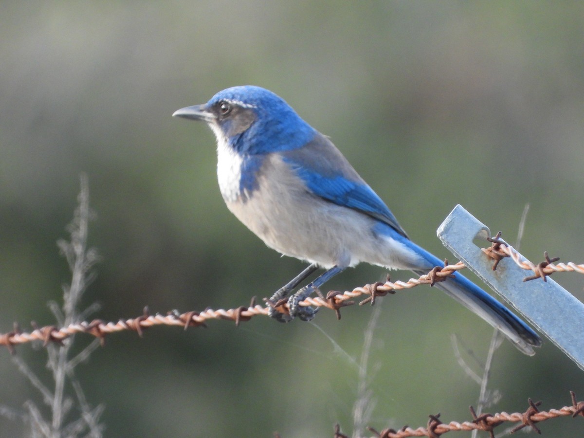 California Scrub-Jay - ML645958092