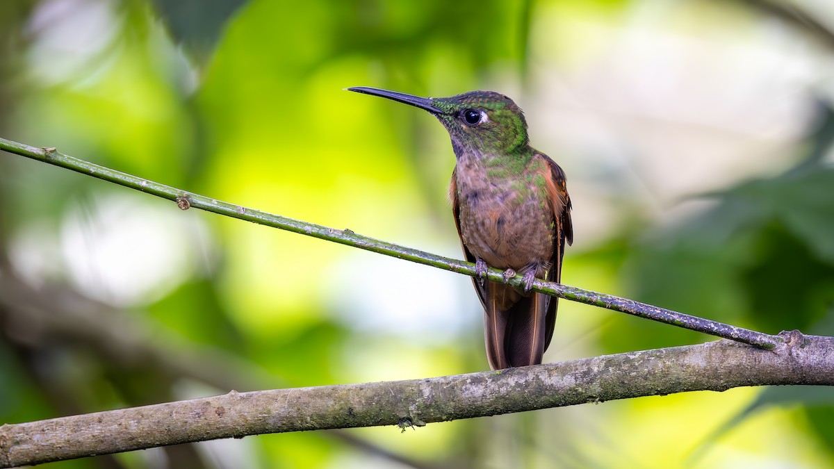 チャムネテリハチドリ - ML645958096