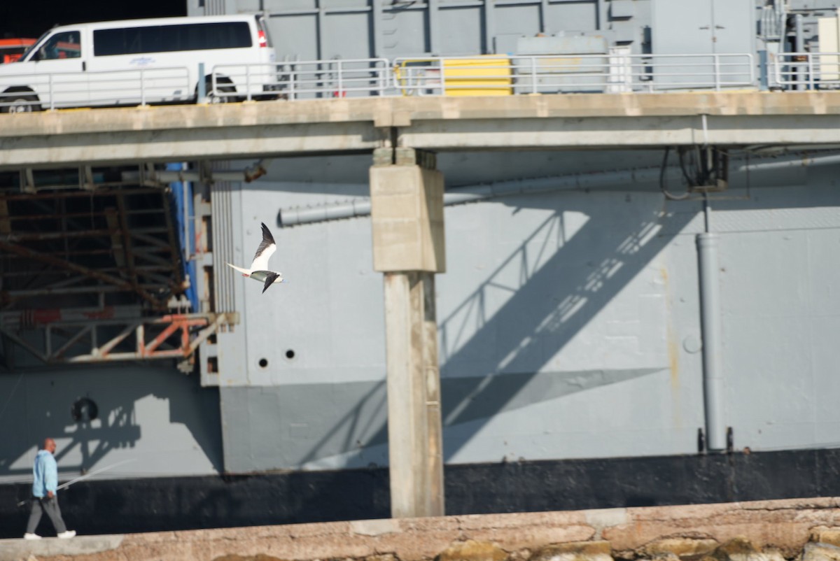 Red-footed Booby - ML645958109