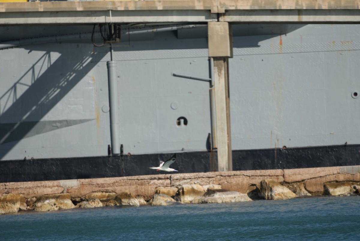 Сула червононога - ML645958110