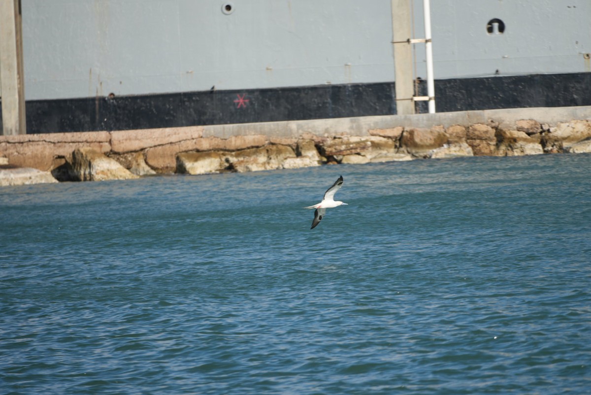 Сула червононога - ML645958111