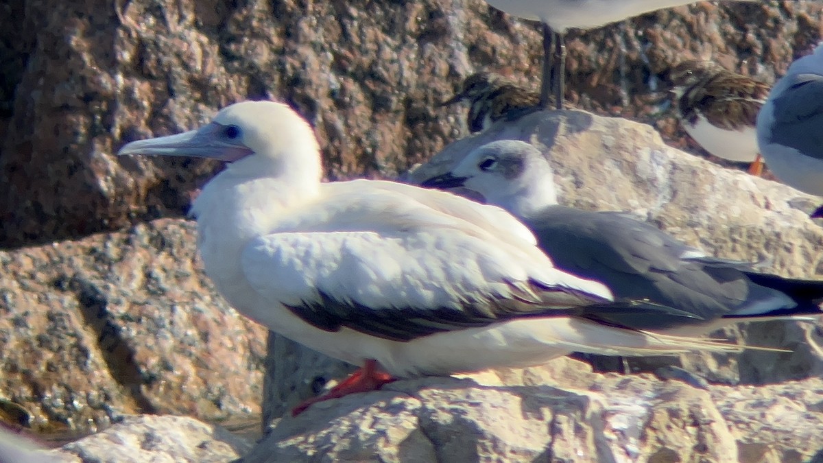 Сула червононога - ML645958113