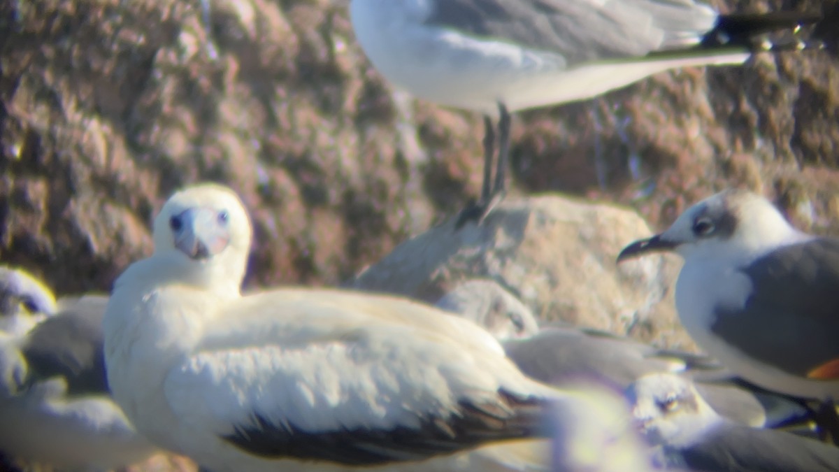 Сула червононога - ML645958114