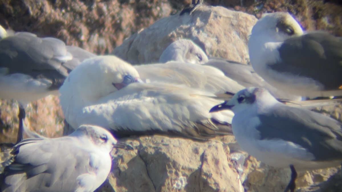 Сула червононога - ML645958115