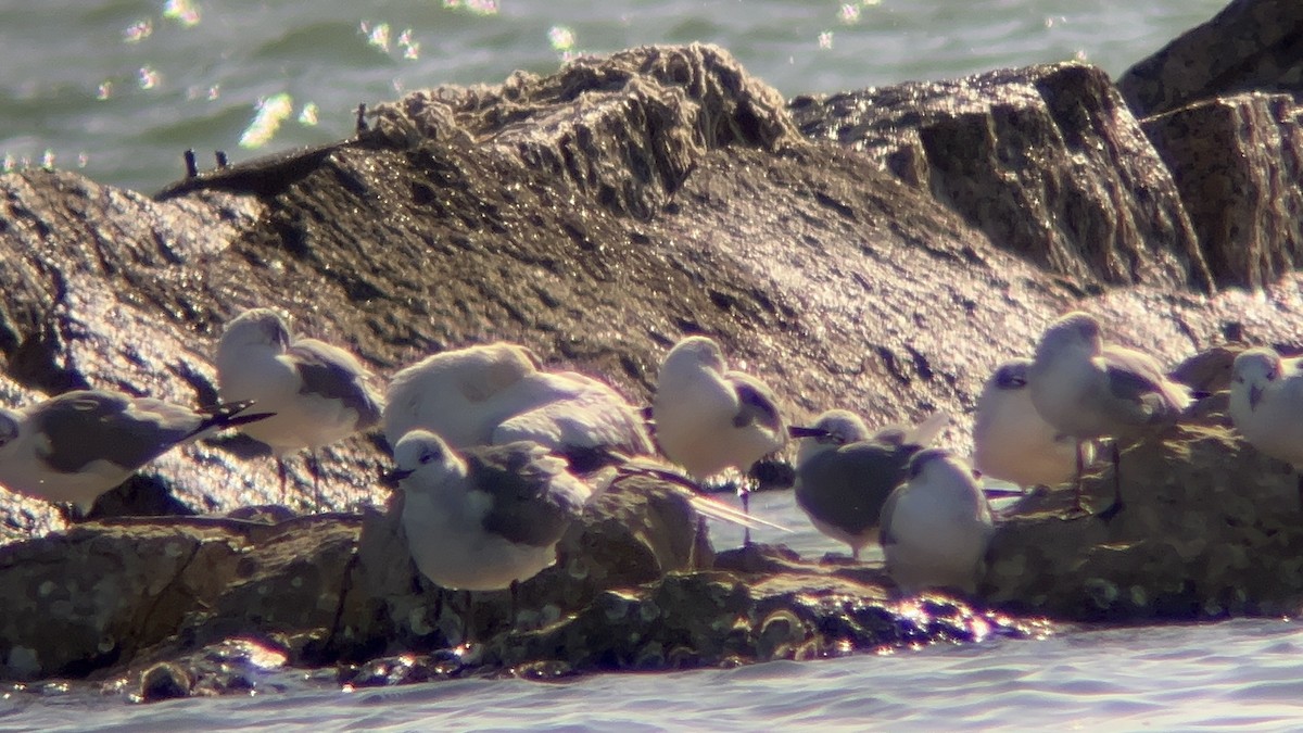 Сула червононога - ML645958116