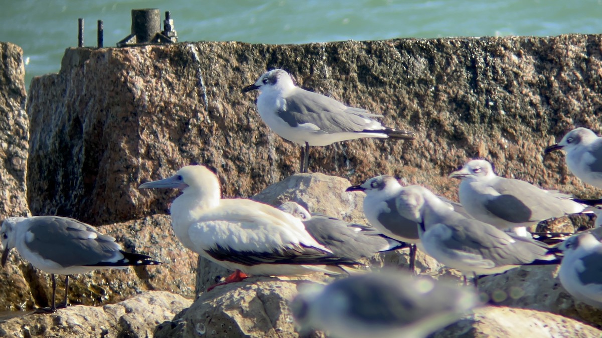 Сула червононога - ML645958117