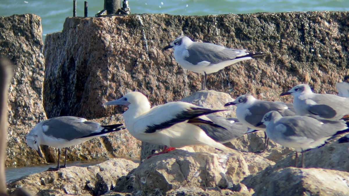 Сула червононога - ML645958118