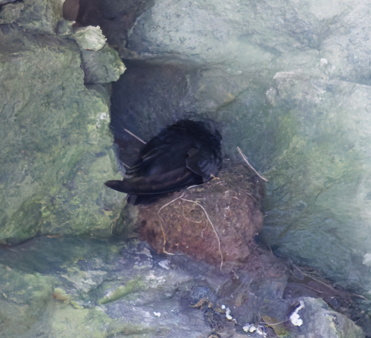 Black Swift - ML645958121