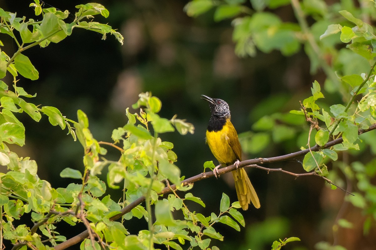 Oriole Warbler - ML645958132