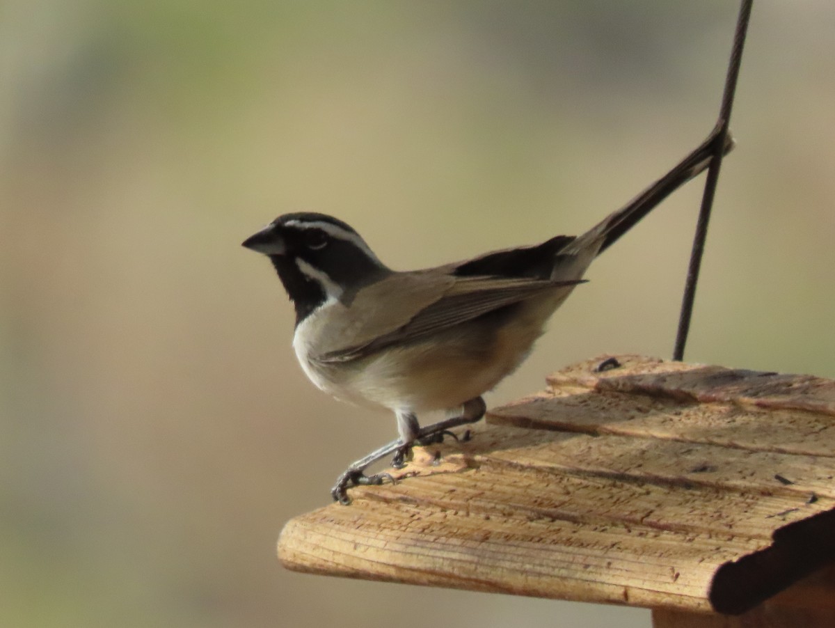Black-throated Sparrow - ML645958141
