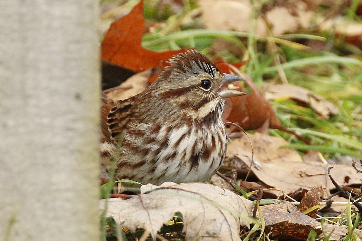 Song Sparrow - ML645958158