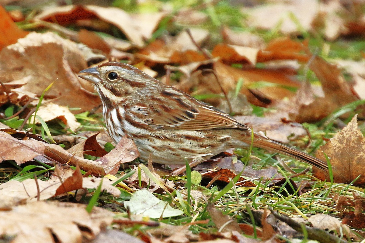 Song Sparrow - ML645958159