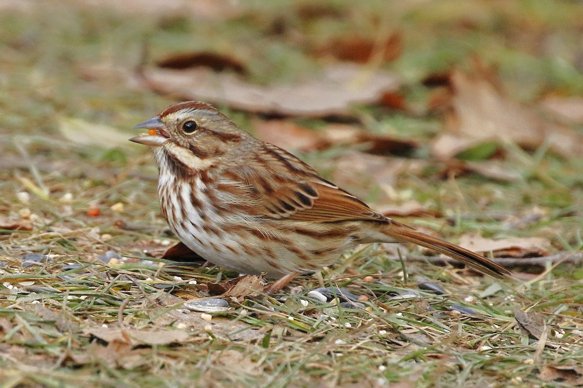 Song Sparrow - ML645958160