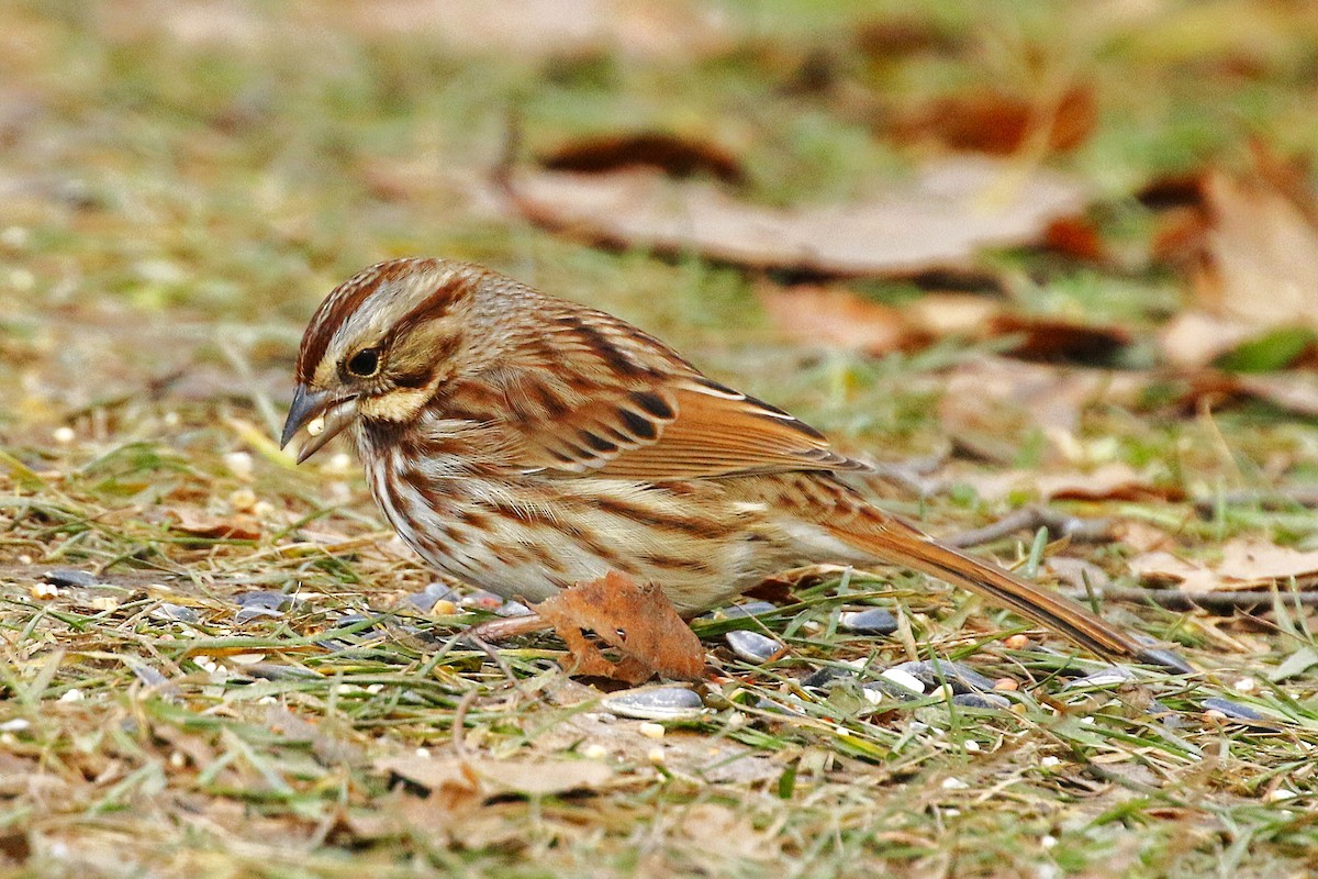 Song Sparrow - ML645958161