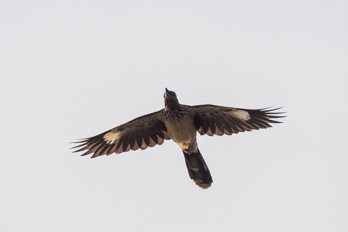 Levaillant's Cuckoo - ML645958182