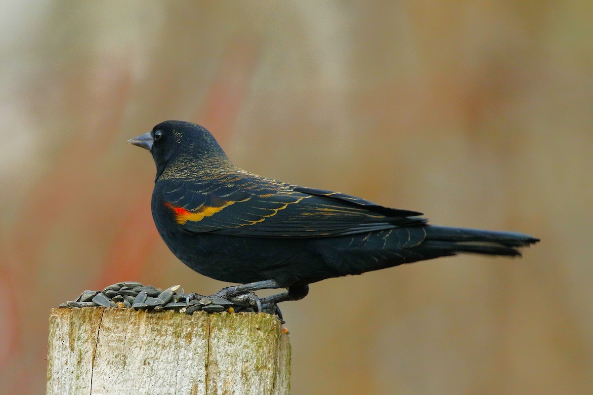 Red-winged Blackbird - ML645958187