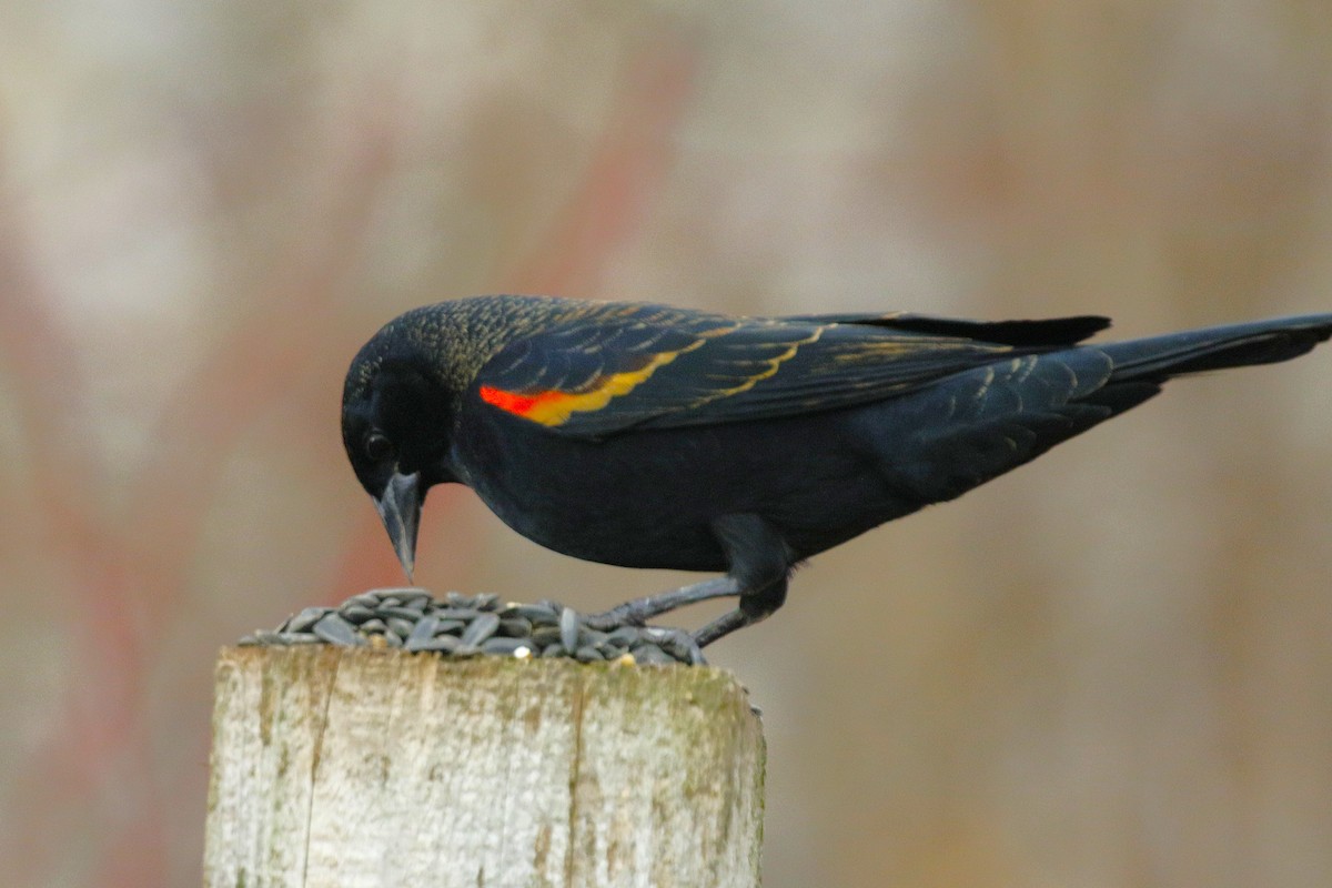 Red-winged Blackbird - ML645958188
