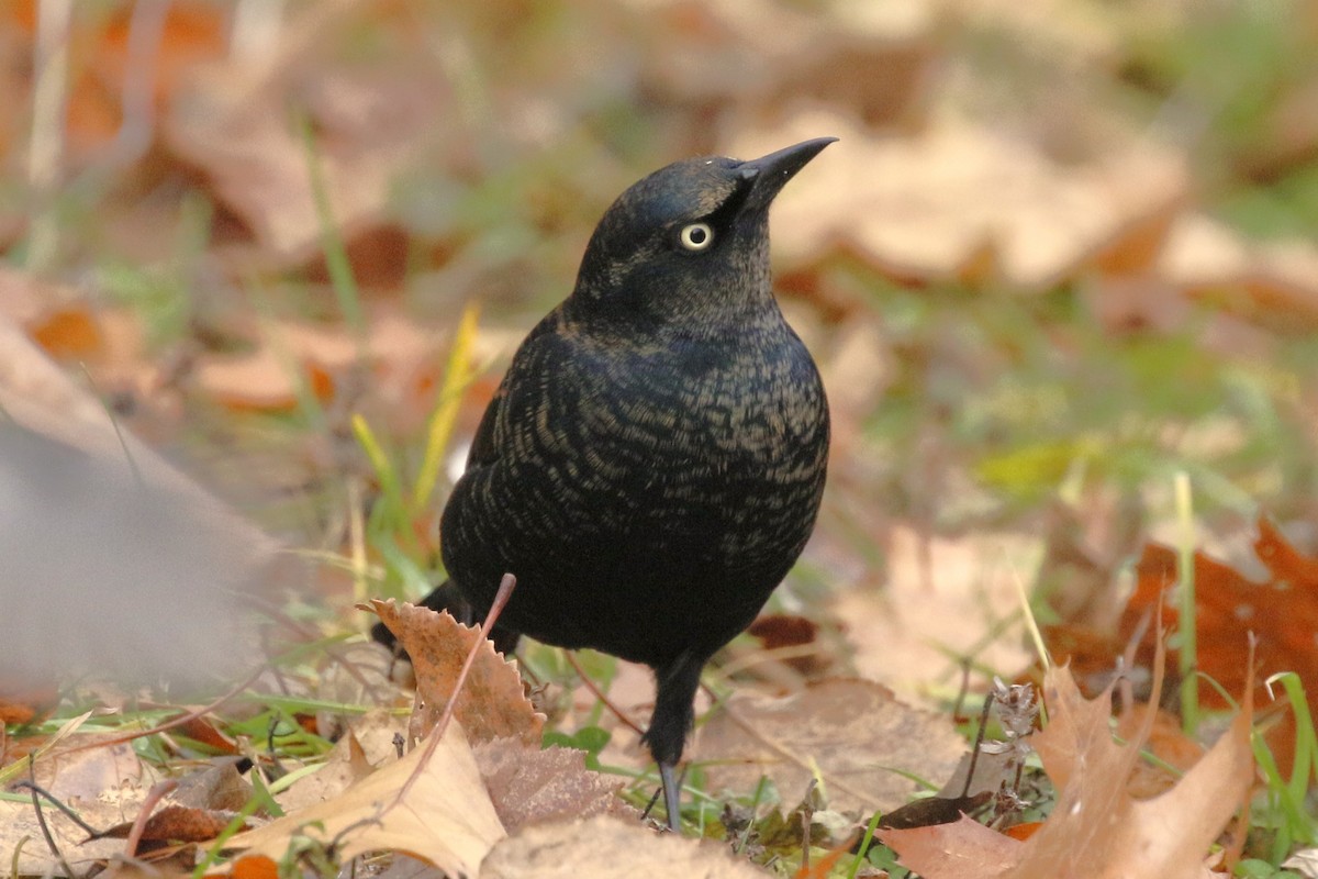 Rusty Blackbird - ML645958193