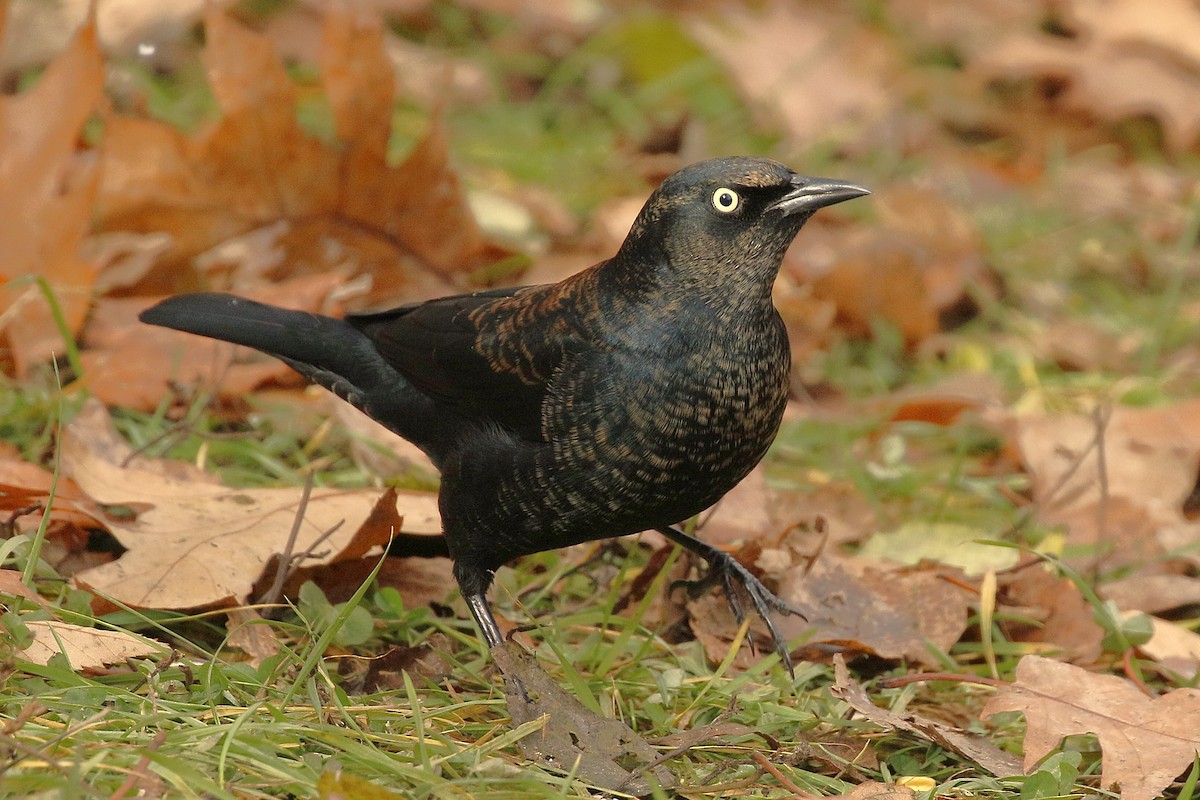 Rusty Blackbird - ML645958194