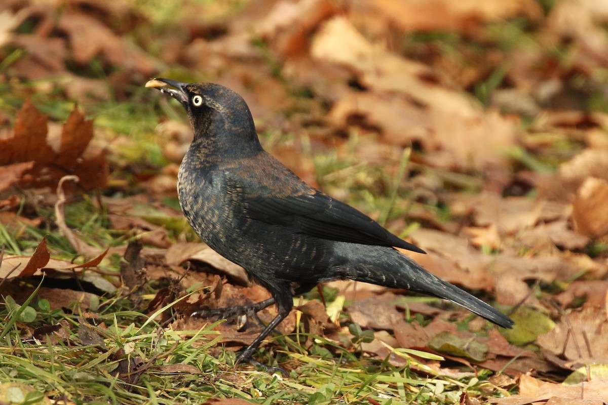 Rusty Blackbird - ML645958196