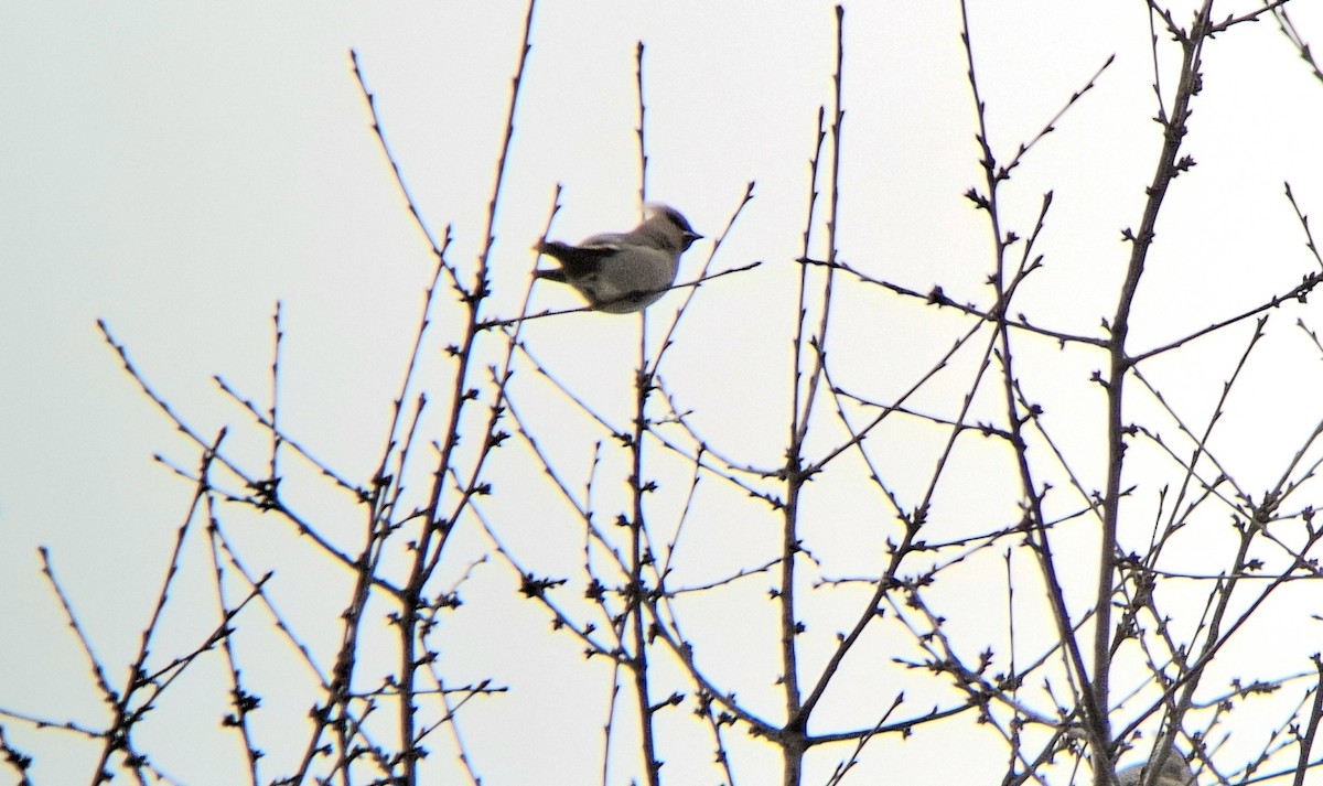 Bohemian Waxwing - ML645958198