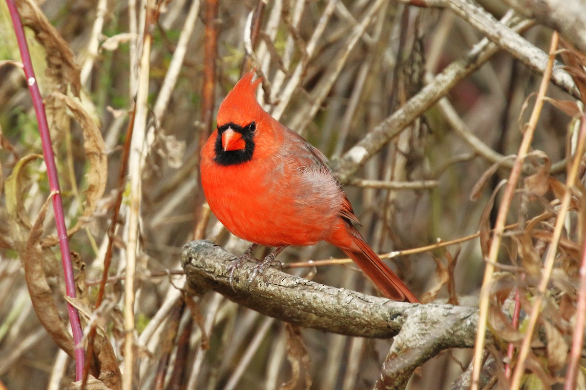 Northern Cardinal - ML645958201