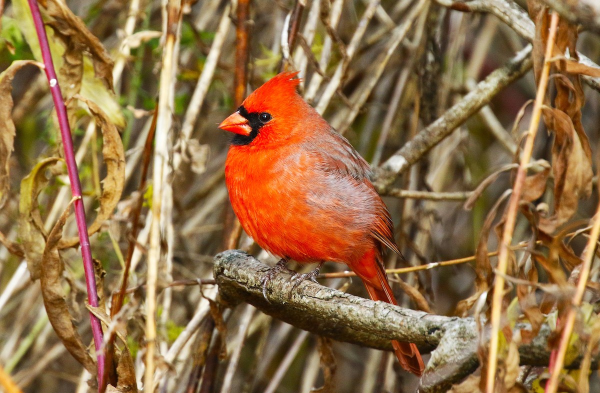 Northern Cardinal - ML645958202