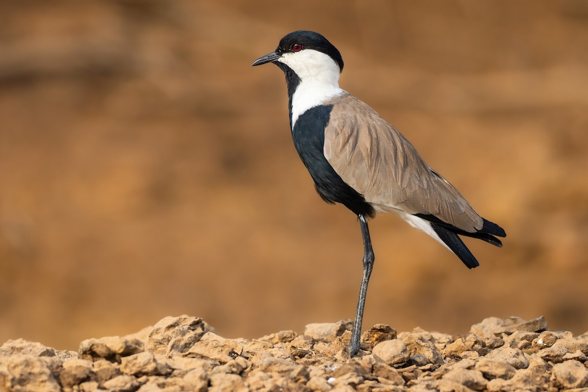 Vanneau à éperons - ML645958205