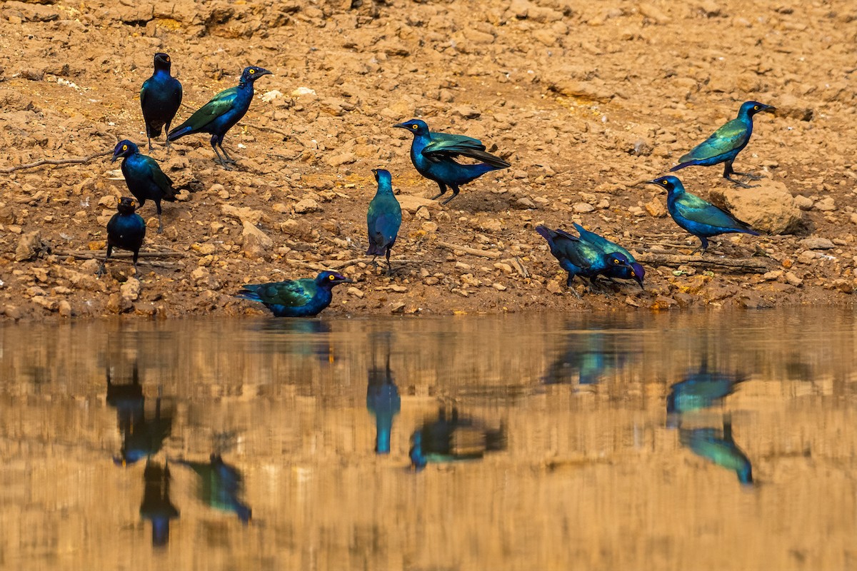 Purple Starling - ML645958219