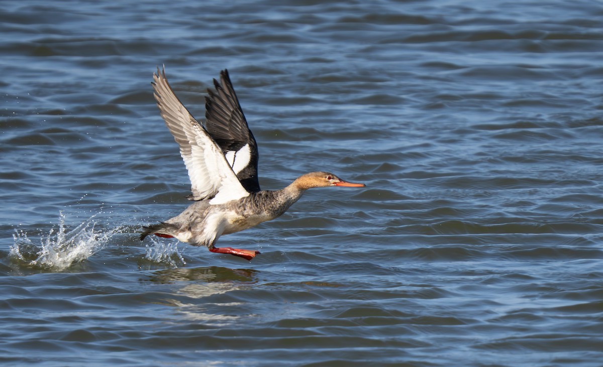 Red-breasted Merganser - ML645958220