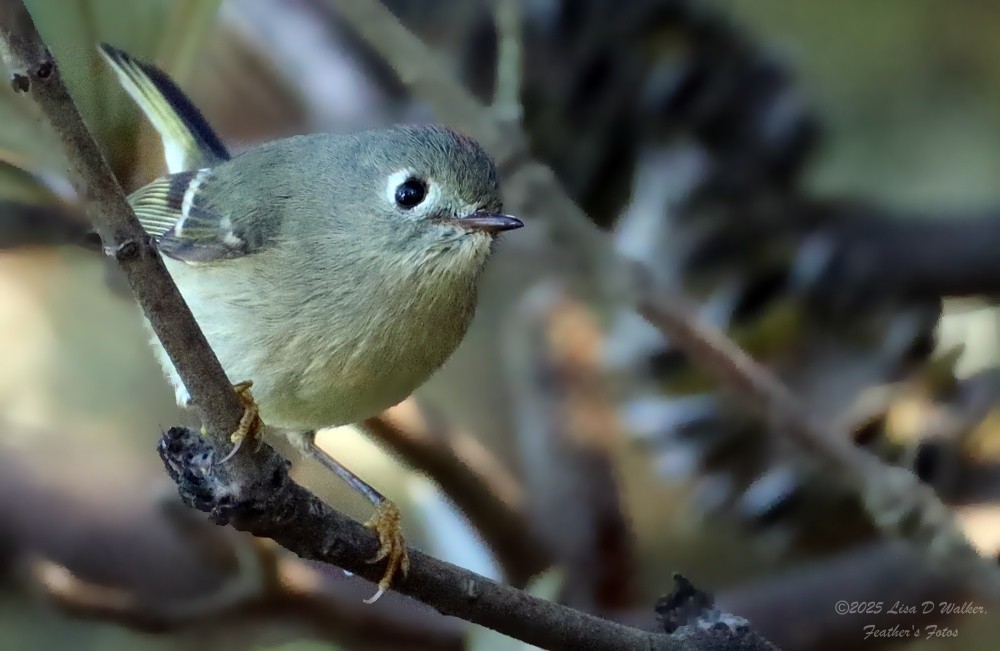 Roitelet à couronne rubis - ML645958235