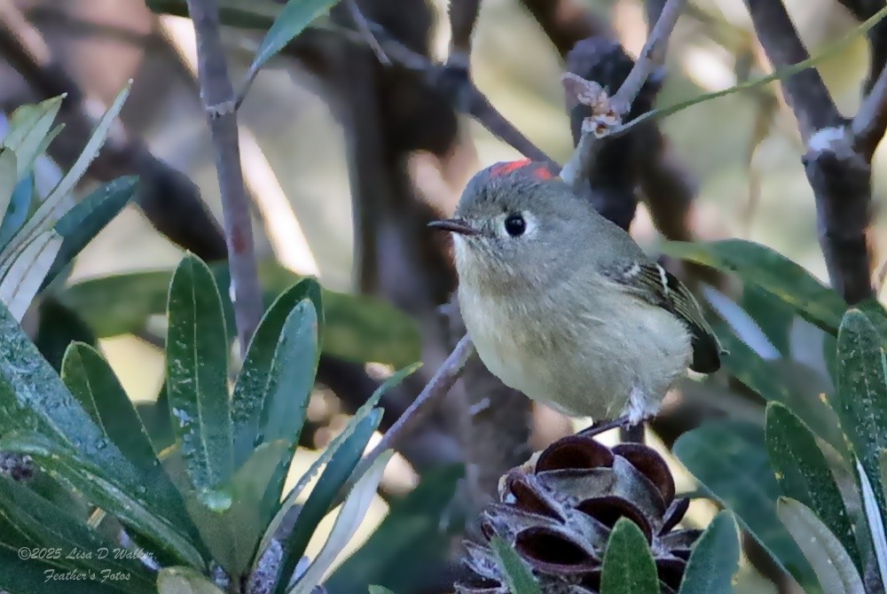 Roitelet à couronne rubis - ML645958236