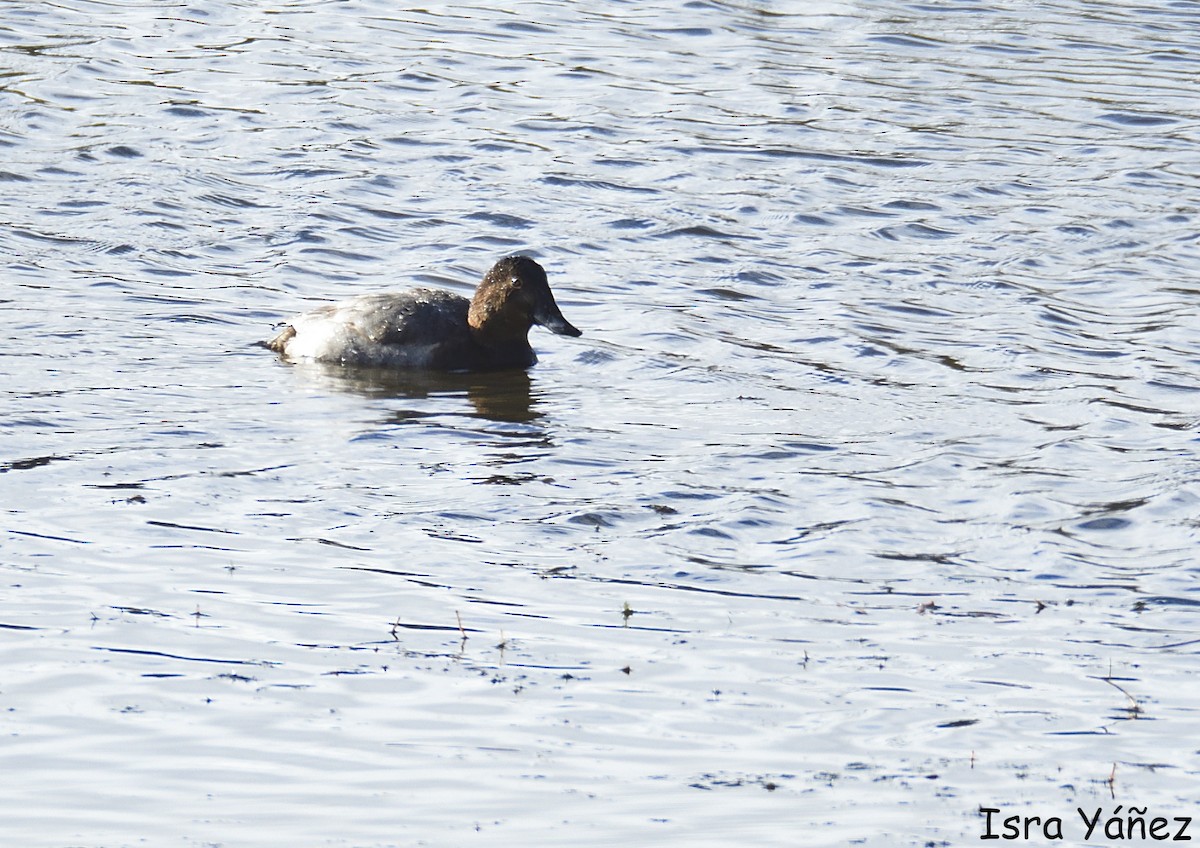 Common Pochard - ML645958238
