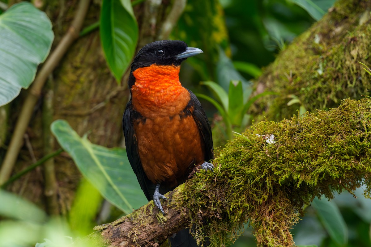 Red-ruffed Fruitcrow - ML645958239