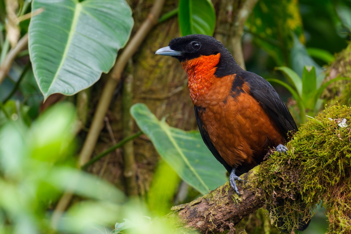 Red-ruffed Fruitcrow - ML645958240