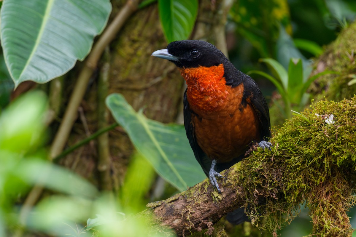 Red-ruffed Fruitcrow - ML645958241