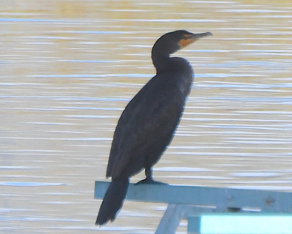 totoppskarv - ML645958247