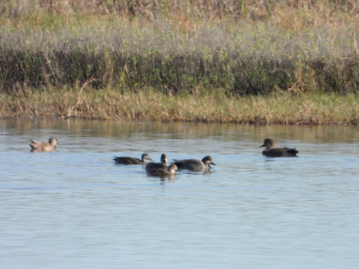 kopřivka obecná - ML645958256