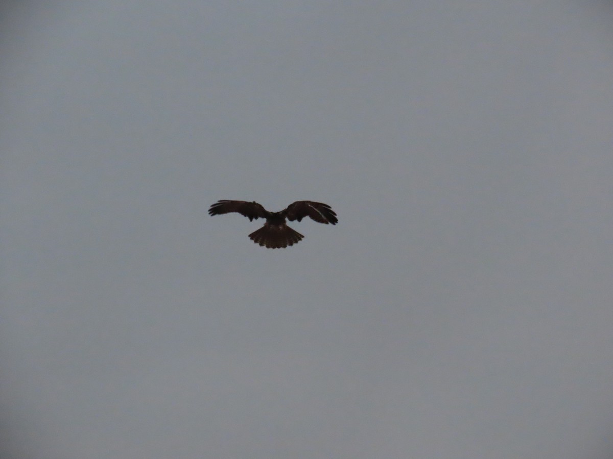 Red-tailed Hawk - ML645958277