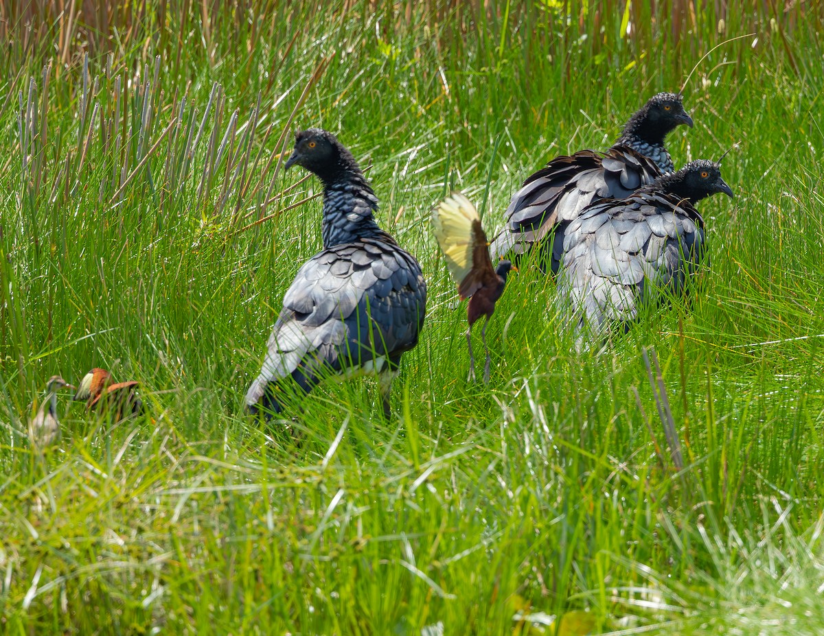 kamiš růžkatý - ML645958280