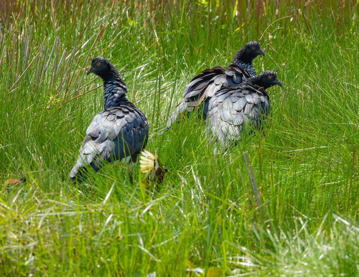 kamiš růžkatý - ML645958283