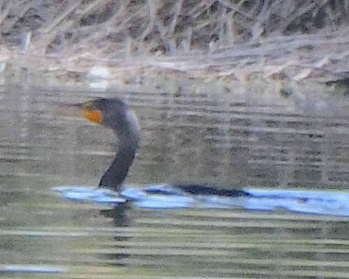 totoppskarv - ML645958316