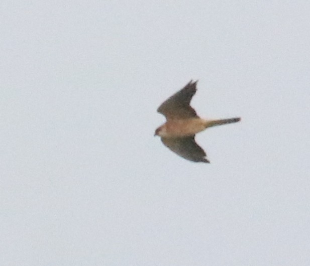 Belatz hankagorria - ML645958322