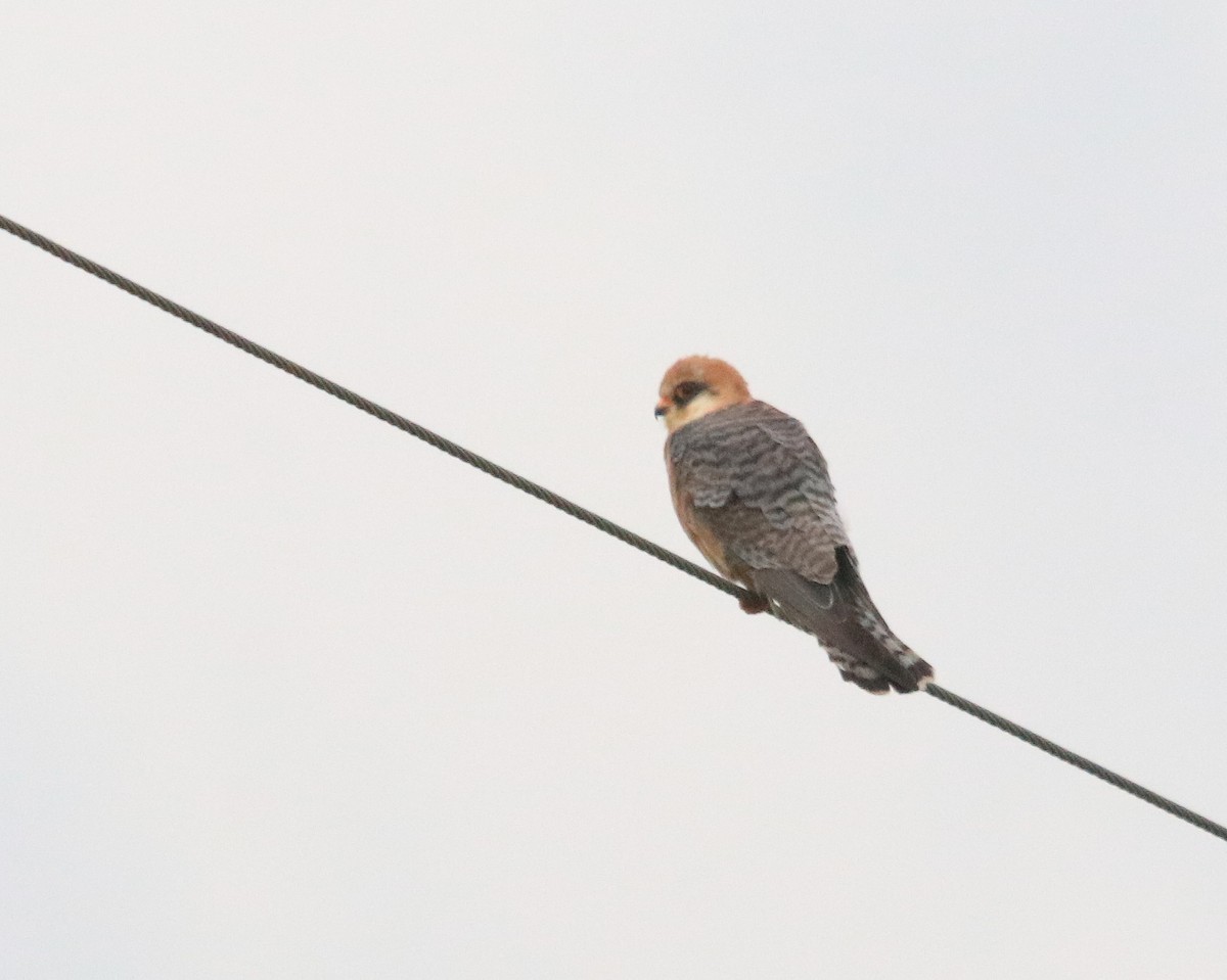 Belatz hankagorria - ML645958323