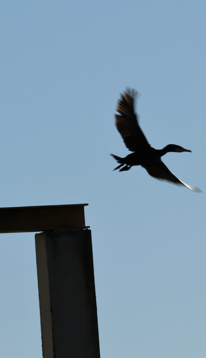 kormorán velký - ML645958327