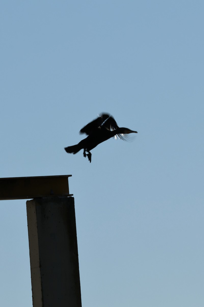 kormorán velký - ML645958328