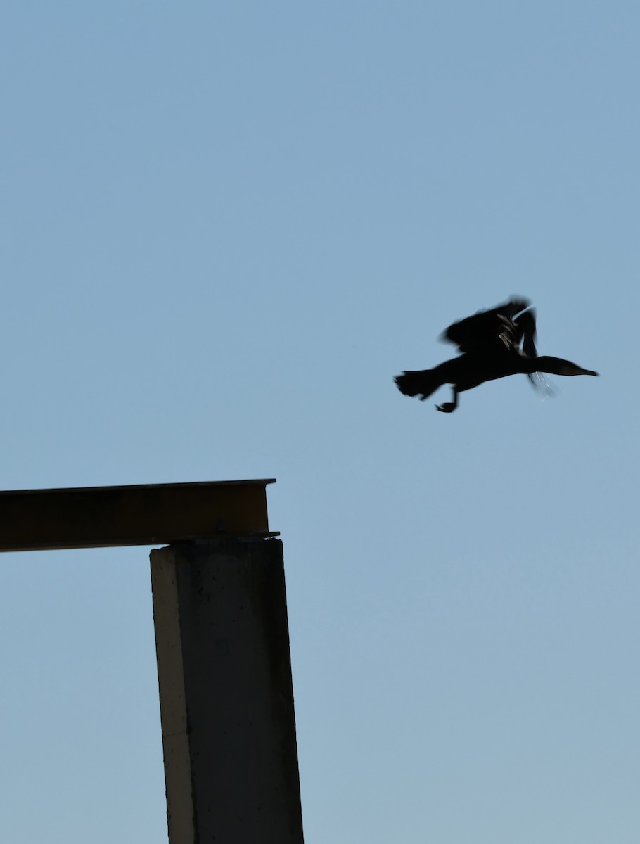 kormorán velký - ML645958329