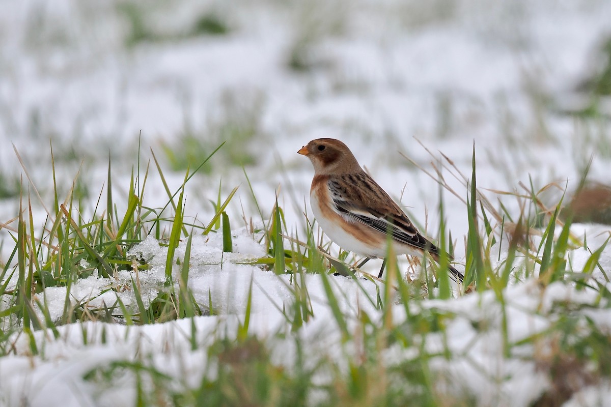 Snow Bunting - ML645958332